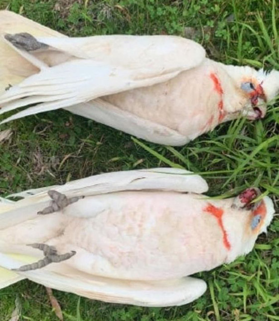 هلع في أستراليا بعد تساقط عشرات الطيور من السماء وهي تنزف! صور صورة رقم 2