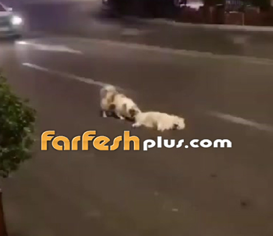  شاهد الكلب ينتظر 3 ساعات ليساعد أحدهم كلباً دهسته سيارة صورة رقم 4