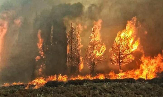 فيديوهات مؤلمة تدمي القلب.. لبنان يحترق والإطفاء خارج الخدمة! صورة رقم 7
