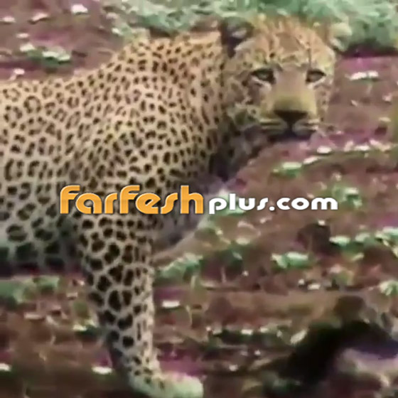 فيديو صادم لغزال تهرب من نمر وتترك رضيعها.. لن تصدق ما حدث بعدها! صورة رقم 3
