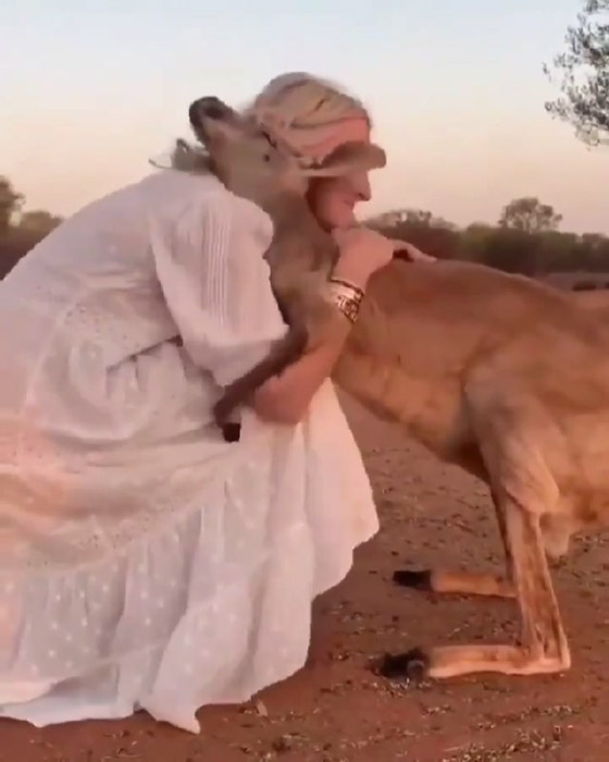 فيديو مؤثر.. كنغر يحتضن امرأة أنقذته من حرائق أستراليا صورة رقم 3