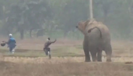  سائح كاد يلقى حتفه تحت أقدام فيل أثناء محاولة التقاط سيلفي معه.. «فيديو» صورة رقم 3