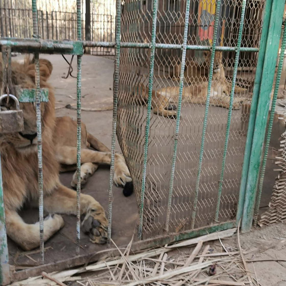 أسود السودان بخطر.. حالة سيئة ومحاولة لإنقاذها والتحذير من نقلها! صورة رقم 19