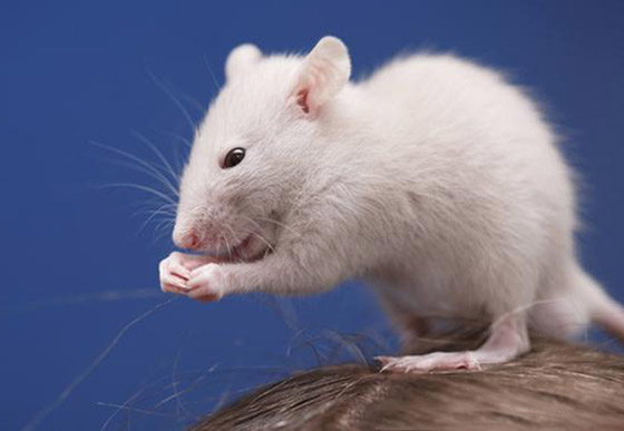 الابراج الصينية: أسرارعام 2020- عام الفأر: ذكاء وثروة أو مرض وتقزز؟ صورة رقم 7