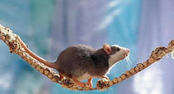 الابراج الصينية: أسرارعام 2020- عام الفأر: ذكاء وثروة أو مرض وتقزز؟ صورة رقم 8