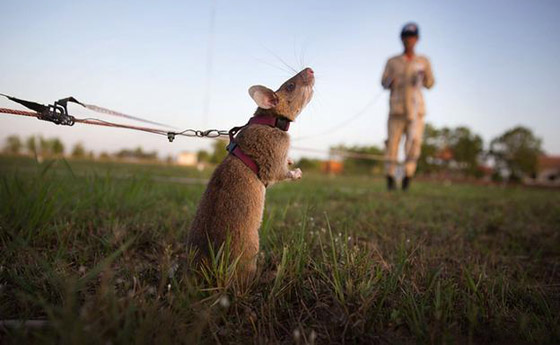 الابراج الصينية: أسرارعام 2020- عام الفأر: ذكاء وثروة أو مرض وتقزز؟ صورة رقم 10
