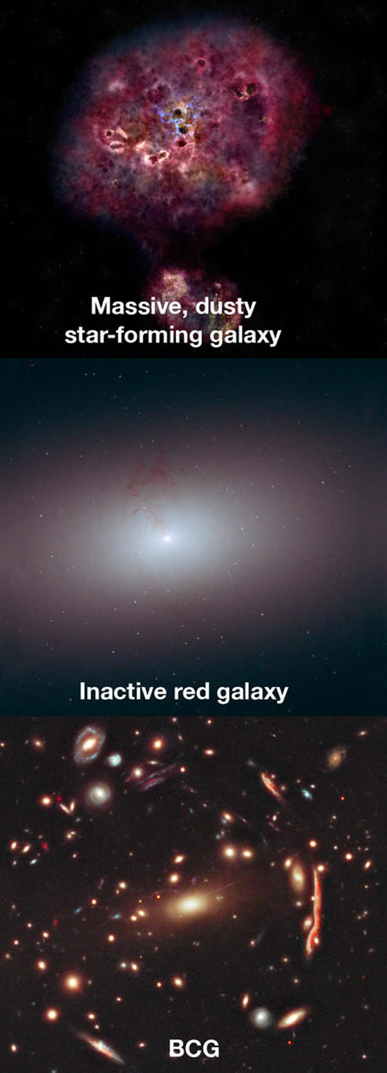 مجرة (وحشية) عملاقة نادرة تحير العلماء بعد وفاتها! صور صورة رقم 1