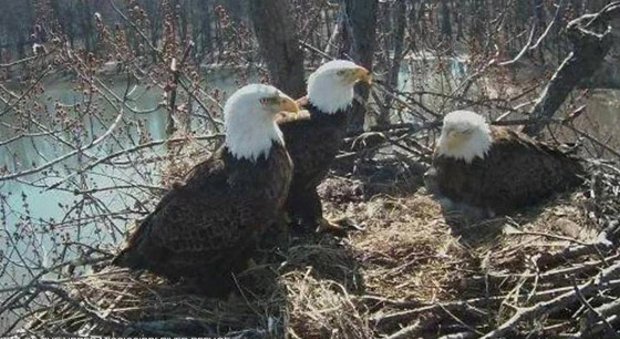 ظهور أكبر طائر جارح في بريطانيا لأول مرة منذ 240 عاما! صور صورة رقم 11