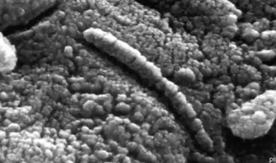 اكتشاف مخلوق غريب داخل صخرة قادمة من الفضاء! صور صورة رقم 4