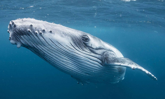 مع أي نوع من الحيوانات تتشابه شخصيتك؟ برجك يخبرك! صورة رقم 4