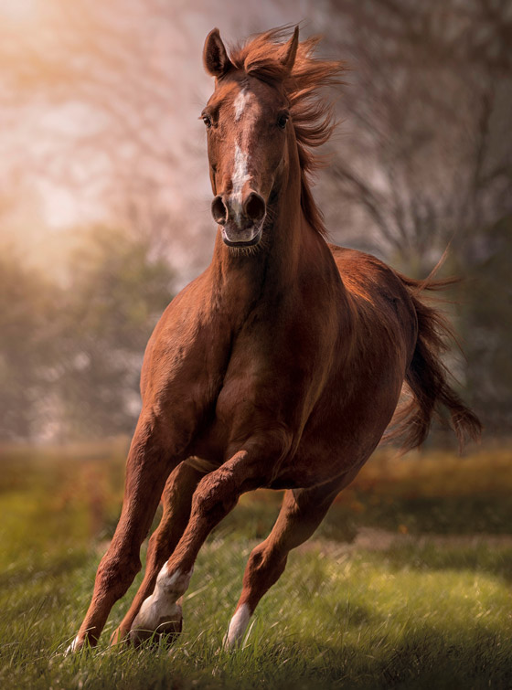 مع أي نوع من الحيوانات تتشابه شخصيتك؟ برجك يخبرك! صورة رقم 9