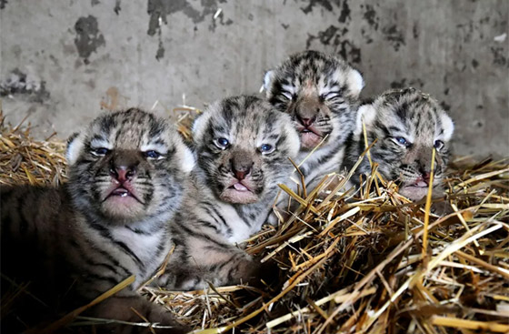 أبرز صور الأسبوع: إليكم أهم الأحداث المصورة في مختلف أنحاء العالم صورة رقم 28