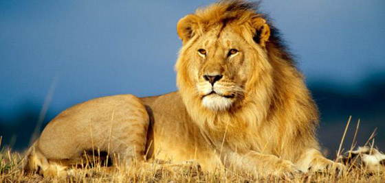 تعرف على حيوانك الروحي وفقاً لبرجك صورة رقم 5