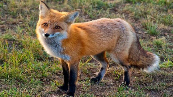 تعرف على حيوانك الروحي وفقاً لبرجك صورة رقم 6