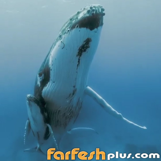 مشهد مهيب من أسفل حوت أحدب عملاق! صرخة مدوية بأعماق المحيط صورة رقم 3
