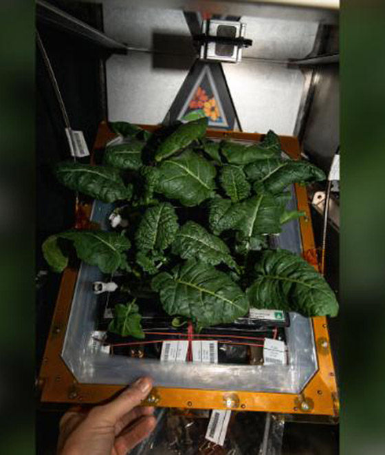 اكتشاف سلالات بكتيريا جديدة قد تساعد على الزراعة في الفضاء! صورة رقم 2 اكتشاف سلالات بكتيريا جديدة قد تساعد على الزراعة في الفضاء! صورة رقم 2