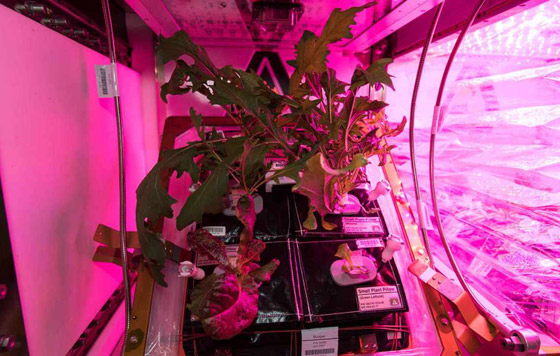 اكتشاف سلالات بكتيريا جديدة قد تساعد على الزراعة في الفضاء! صورة رقم 6 اكتشاف سلالات بكتيريا جديدة قد تساعد على الزراعة في الفضاء! صورة رقم 6