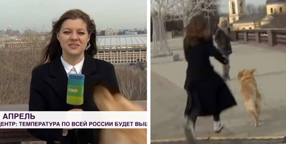 فيديو طريف لكلب يسرق ميكروفون مراسلة روسية.. ركضت خلفه لاستعادته صورة رقم 6
