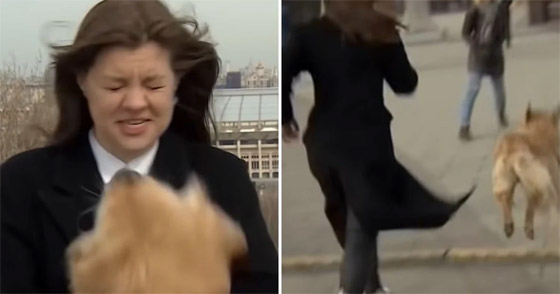 فيديو طريف لكلب يسرق ميكروفون مراسلة روسية.. ركضت خلفه لاستعادته صورة رقم 8