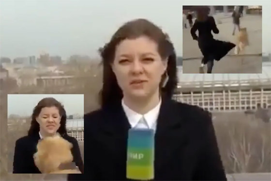 فيديو طريف لكلب يسرق ميكروفون مراسلة روسية.. ركضت خلفه لاستعادته صورة رقم 9