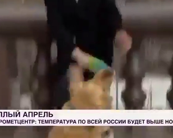 فيديو طريف لكلب يسرق ميكروفون مراسلة روسية.. ركضت خلفه لاستعادته صورة رقم 11