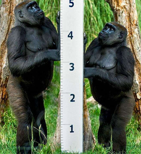 تغير أحجام البشر.. وماذا يحدث لو تضاعف حجم كوكب الأرض؟ صورة رقم 2