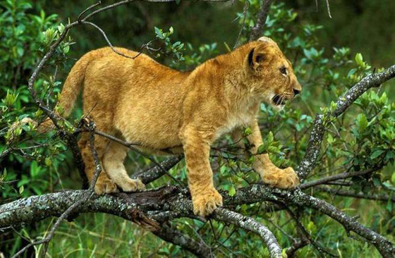 تغير أحجام البشر.. وماذا يحدث لو تضاعف حجم كوكب الأرض؟ صورة رقم 4