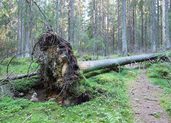 تغير أحجام البشر.. وماذا يحدث لو تضاعف حجم كوكب الأرض؟ صورة رقم 5