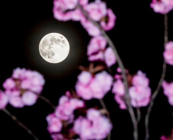 الأرض على موعد مع ظاهرة القمر العملاق الزهري النادرة الأسبوع المقبل صورة رقم 4 الأرض على موعد مع ظاهرة القمر العملاق الزهري النادرة الأسبوع المقبل صورة رقم 4