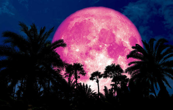 الأرض على موعد مع ظاهرة القمر العملاق الزهري النادرة الأسبوع المقبل صورة رقم 1 الأرض على موعد مع ظاهرة القمر العملاق الزهري النادرة الأسبوع المقبل صورة رقم 1