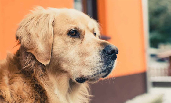 تفسير الكلب في الحلم صورة رقم 1