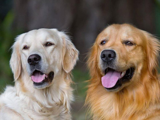 تفسير الكلب في الحلم صورة رقم 3