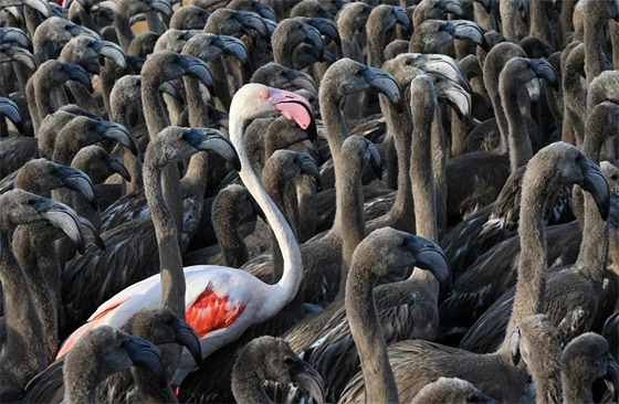 أبرز صور الأسبوع: إليكم أهم الأحداث المصورة من مختلف زوايا العالم صورة رقم 13