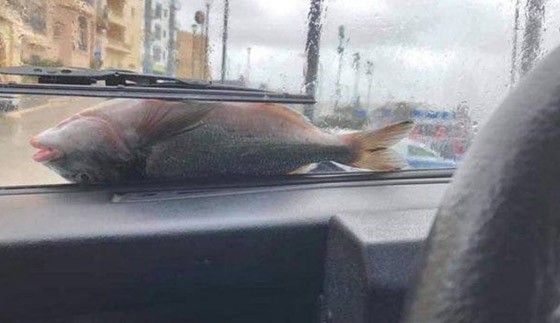 السماء تمطر سمكا.. ظاهرة غريبة تحير سكان تكساس صورة رقم 4