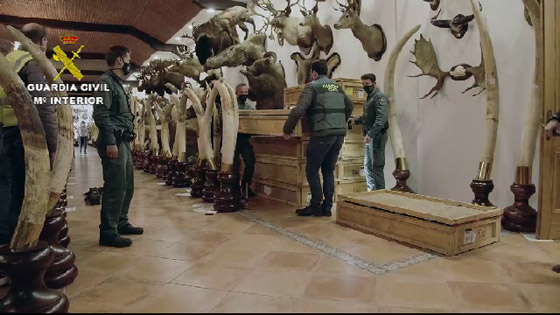 فيديو وصور :ضبط أكثر من ألف حيوان محنط بقيمة 32 مليون دولار في إسبانيا صورة رقم 12