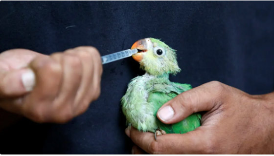 الطيور تتساقط من السماء في الهند.. وهذا السبب صورة رقم 1