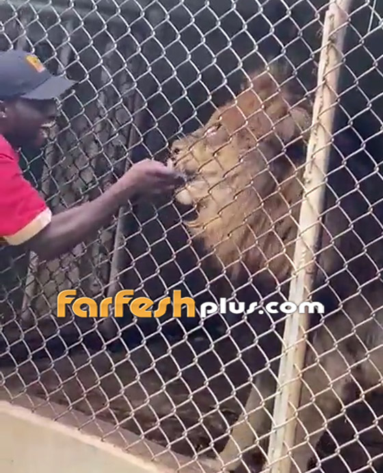 لحظات رعب حقيقية.. فيديو لأسد يهاجم حارسا ويلتهم إصبعه! صورة رقم 1
