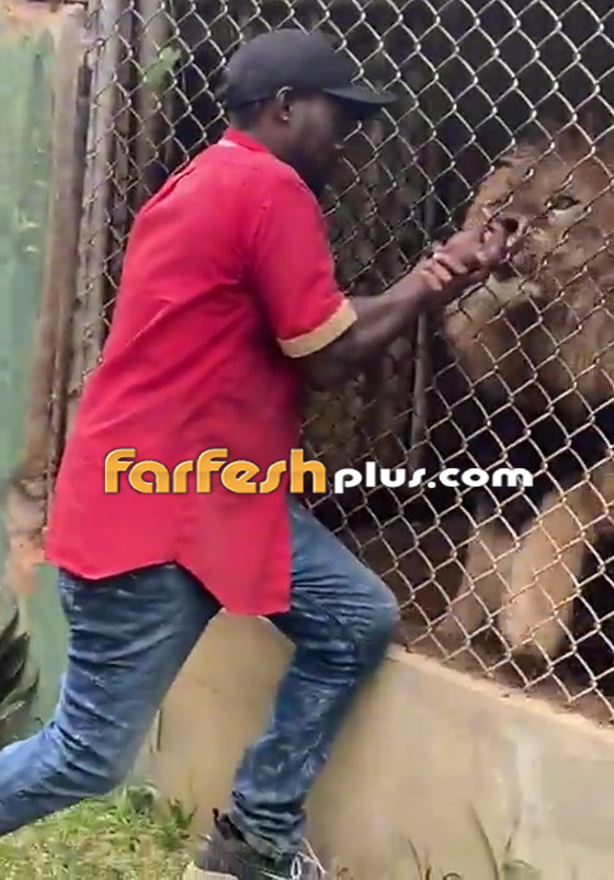 لحظات رعب حقيقية.. فيديو لأسد يهاجم حارسا ويلتهم إصبعه! صورة رقم 2