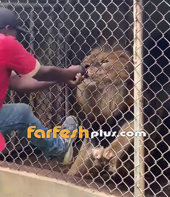 لحظات رعب حقيقية.. فيديو لأسد يهاجم حارسا ويلتهم إصبعه! صورة رقم 3
