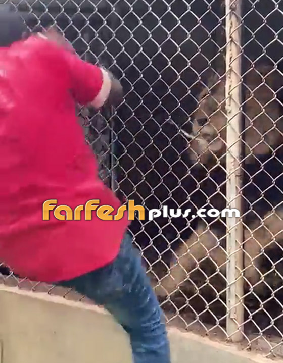 لحظات رعب حقيقية.. فيديو لأسد يهاجم حارسا ويلتهم إصبعه! صورة رقم 4