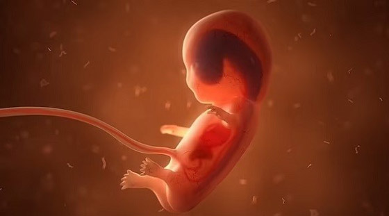 شركة تنتج أجنة بشرية لعلاج الأمراض المستعصية صورة رقم 1
