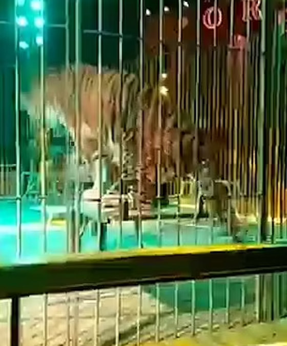 نمر يغدر بمدربه.. سحبه إلى الأرض وقفز على ظهره وسط صراخ الجمهور صورة رقم 2