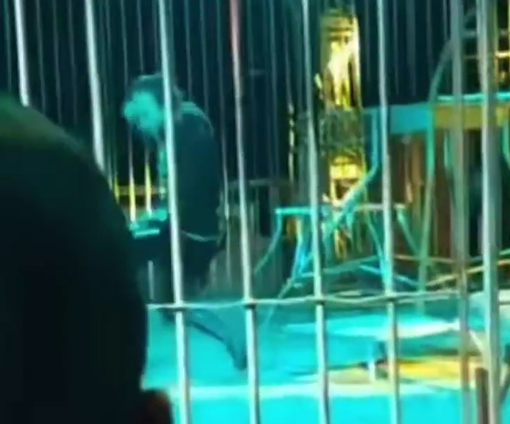 نمر يغدر بمدربه.. سحبه إلى الأرض وقفز على ظهره وسط صراخ الجمهور صورة رقم 4