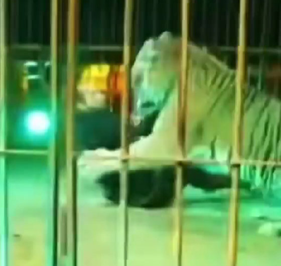 نمر يغدر بمدربه.. سحبه إلى الأرض وقفز على ظهره وسط صراخ الجمهور صورة رقم 6