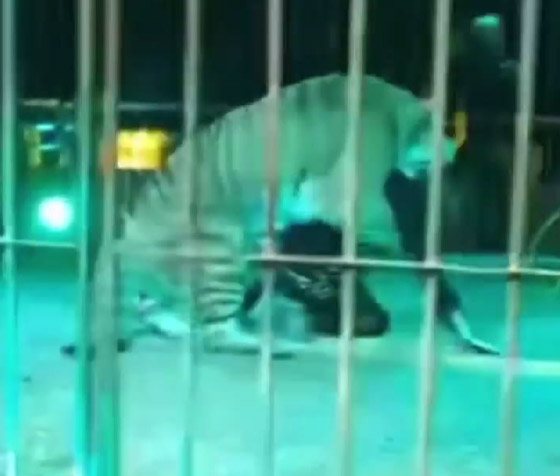 نمر يغدر بمدربه.. سحبه إلى الأرض وقفز على ظهره وسط صراخ الجمهور صورة رقم 7
