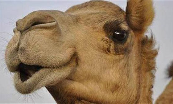 6 اشخاص في الهند ينتقمون بشكل وحشي من جمل!! ماذا حدث؟ صور.. صورة رقم 1