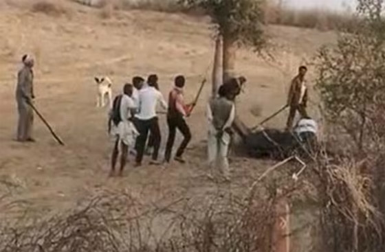 6 اشخاص في الهند ينتقمون بشكل وحشي من جمل!! ماذا حدث؟ صور.. صورة رقم 2