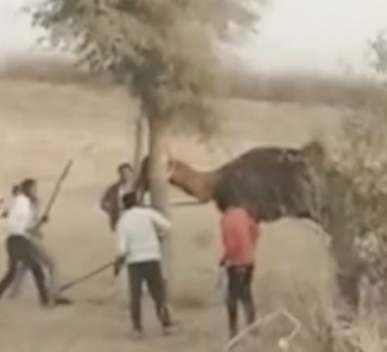 6 اشخاص في الهند ينتقمون بشكل وحشي من جمل!! ماذا حدث؟ صور.. صورة رقم 3