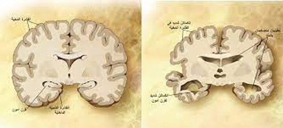 طالب يكشف فضيحة تطيح برئيس ثالث أقوى جامعة في العالم! صورة رقم 4
