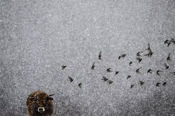 أحداث حول العالم: إليكم الصور الأكثر غرابة لهذا الأسبوع صورة رقم 15